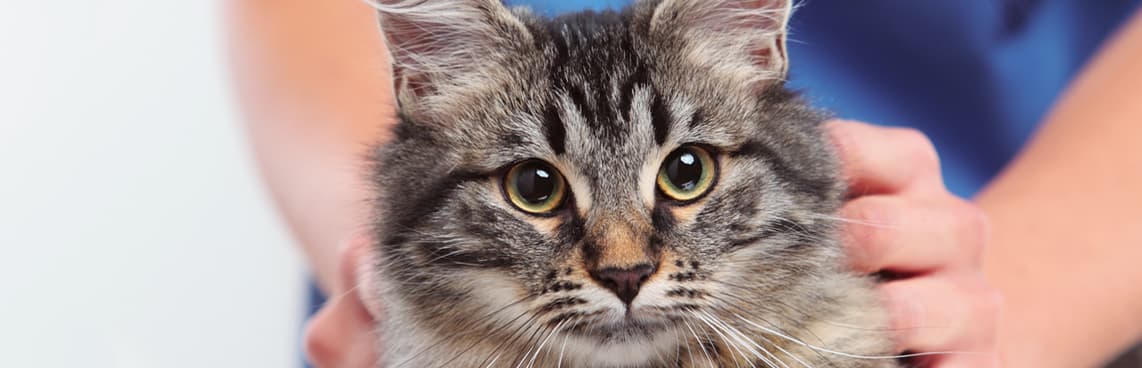 Veterinary Practices